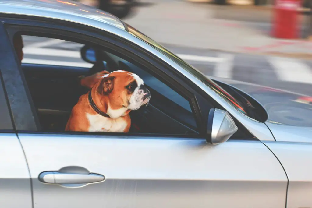 How to Travel with Pets: Tips and Pet-Friendly Destinations